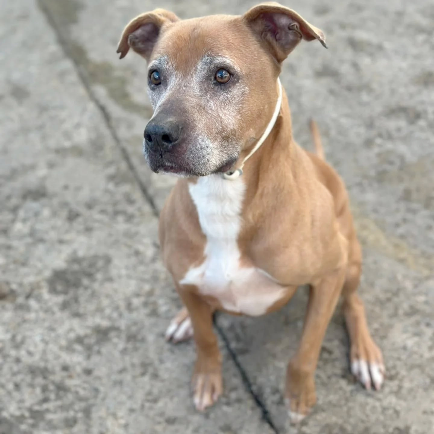 toby-perro-abuelito-protectora-espera-adopcion-1