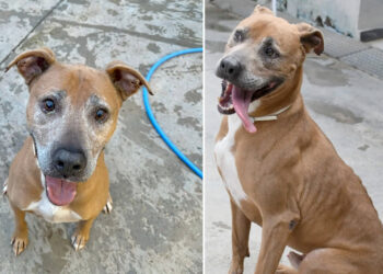 toby-perro-abuelito-protectora-espera-adopcion-2