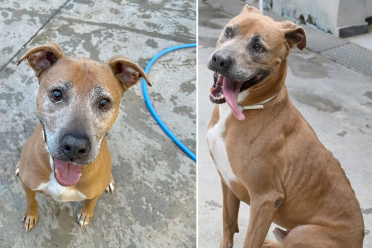 toby-perro-abuelito-protectora-espera-adopcion-2