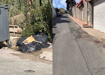 cuerpo-sin-vida-gato-horas-sin-nadie-recoja