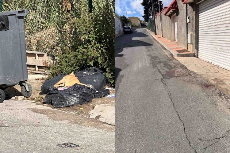 cuerpo-sin-vida-gato-horas-sin-nadie-recoja