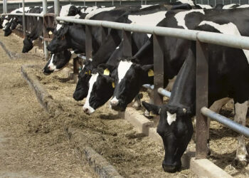 dermatosis-nodular-espana-frena-millonario-negocio-vacuno-marruecos