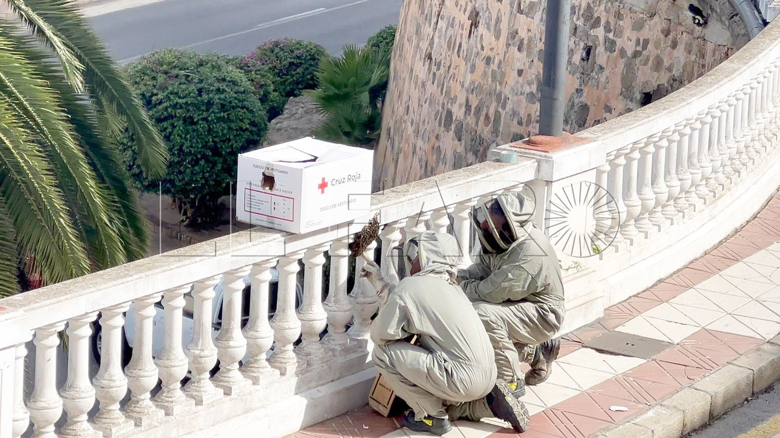 enjambre-abejas-obliga-intervenir-bomberos-paseo-marina