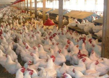 falta-mataderos-pollos-modernos-problema-norte-marruecos