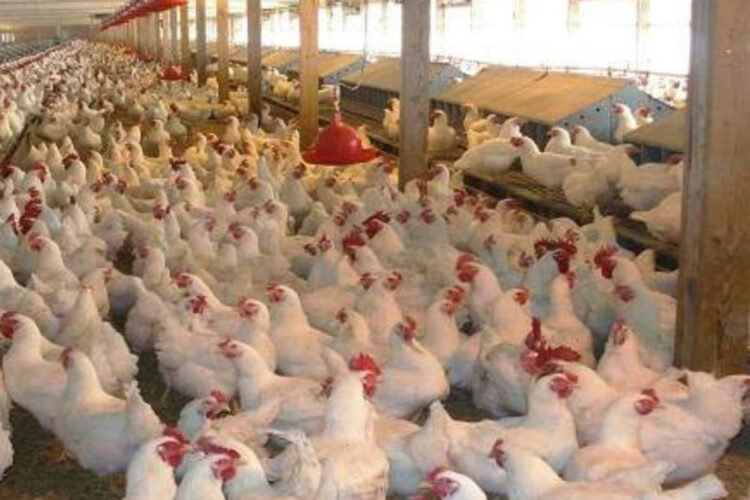 falta-mataderos-pollos-modernos-problema-norte-marruecos