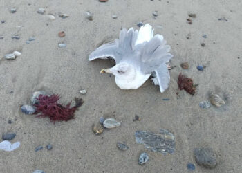 gaviota-inmovil-san-amaro-posible-victima-sindrome-paretico