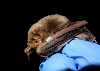 murcielagos-cruzan-estrecho-gibraltar-investigacion-2