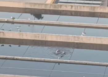 podria-agua-tratada-edar-estar-causando-enfermedad-gaviotas