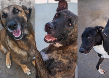 adoptar-luna-athos-tango-protectora-006-portada