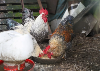 aves-gallinas-gripe-aviar