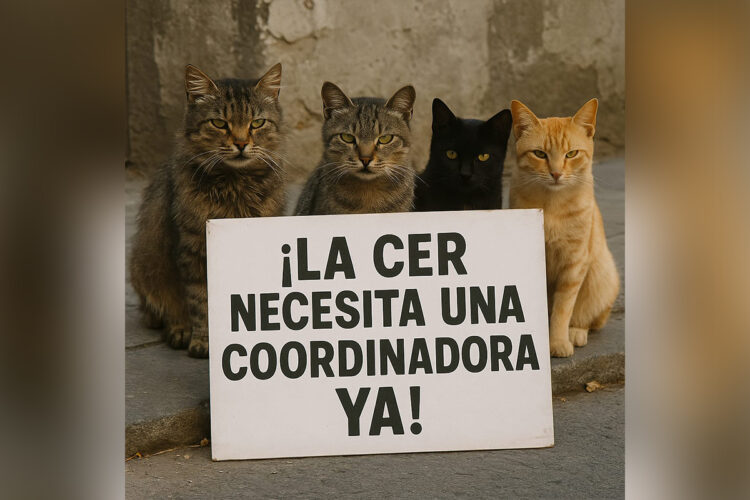 cer-gatos-necesita-coordinadora-001