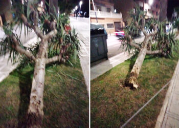 ceuta-arbolado-urbano-quien-cuida-nuestros-arboles