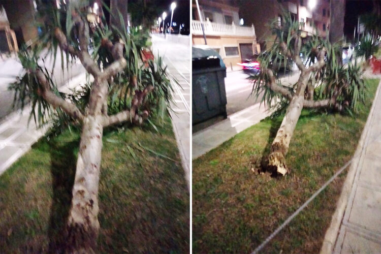 ceuta-arbolado-urbano-quien-cuida-nuestros-arboles