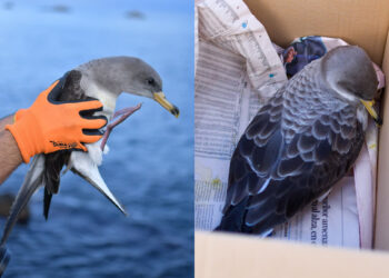 iluminacion-excesiva-amenaza-vida-pardela-001