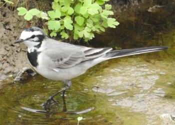 lavanderas-blancas-ceuta-piden-vivir-sin-amenazas-2