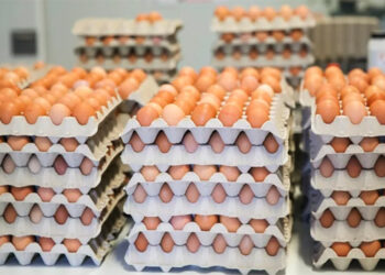 precios-huevos-dispara-mas-caros-gripe-aviar