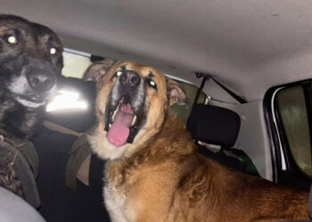 Draco y Taison regresan a casa tras horas de angustia