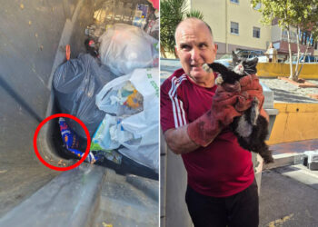 agrevice-ceuta-rescata-gato-arrojado-contenedor-hermetico-5