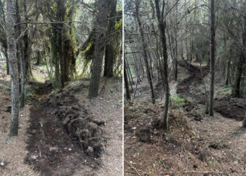 daubma-denuncia-posible-delito-medioambiental-pinar-punta-blanca