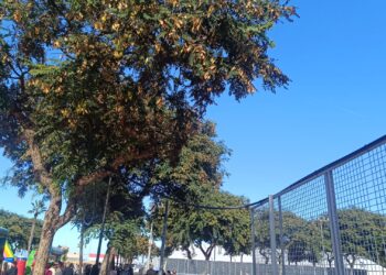 daubma-denuncia-uso-ilegal-arboles-como-soportes-parque-juan-carlos-i-5