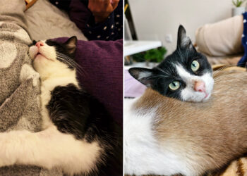 gato-mario-busca-hogar-toda-espana