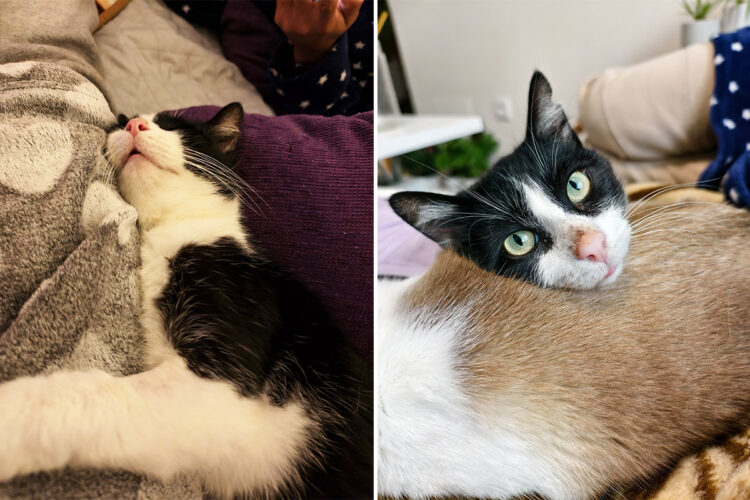gato-mario-busca-hogar-toda-espana