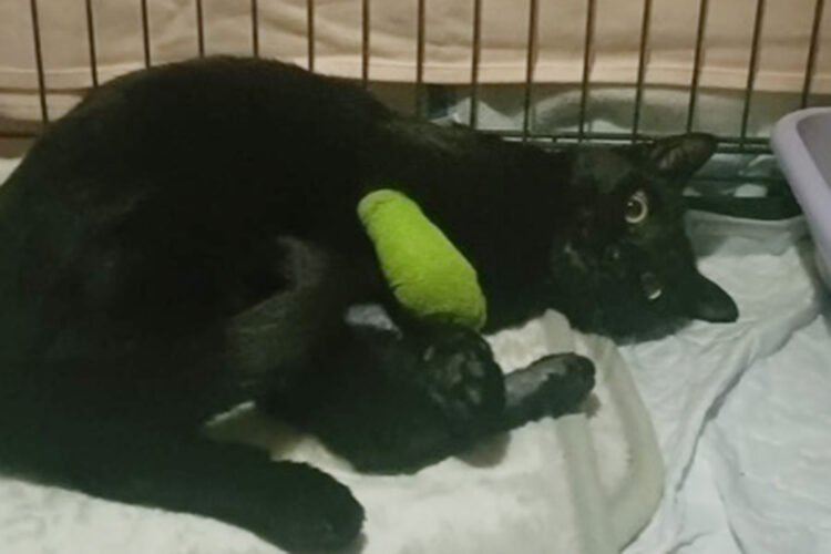 gatos-patas-amputadas-cepos-monte-hacho-002