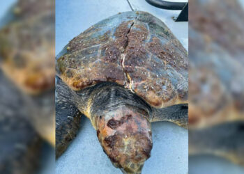 increible-recuperacion-luna-agradecimiento-esfuerzo-colectivo