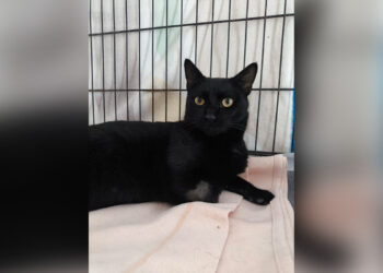 kratos-necesita-adopcion-acogida-urgente-1