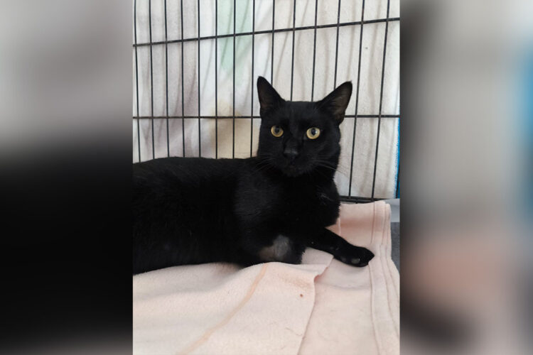 kratos-necesita-adopcion-acogida-urgente-1