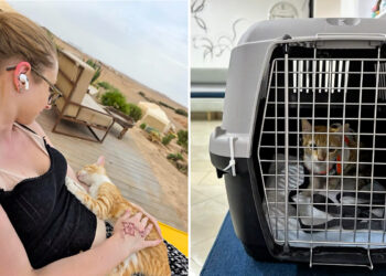 marruecos-nueva-jersey-historia-gatita-rescatada-desierto