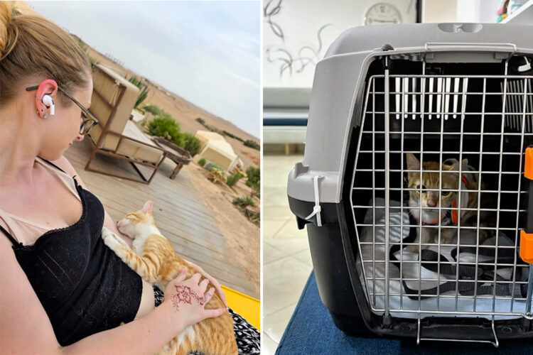 marruecos-nueva-jersey-historia-gatita-rescatada-desierto