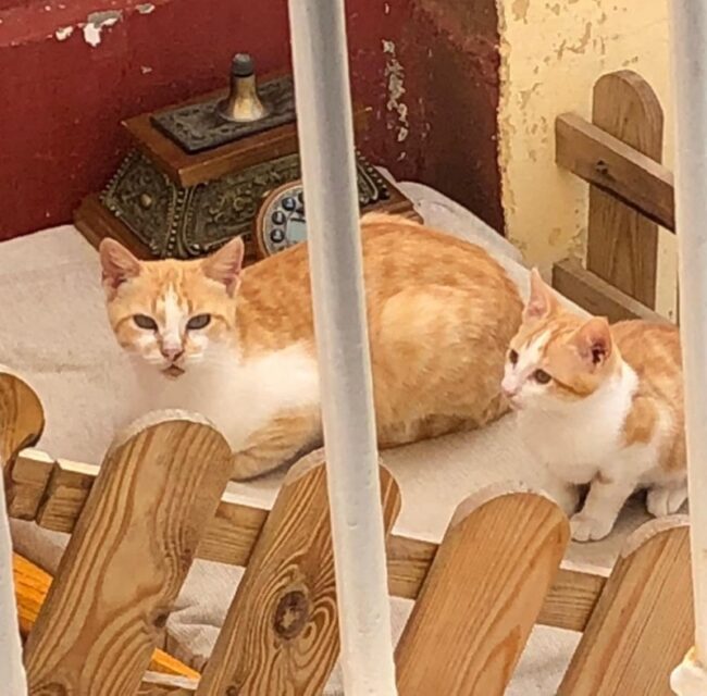 mina-gata-transformo-hogar-corazon-001