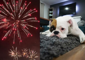 multas-uso-petardos-cohetes-algeciras