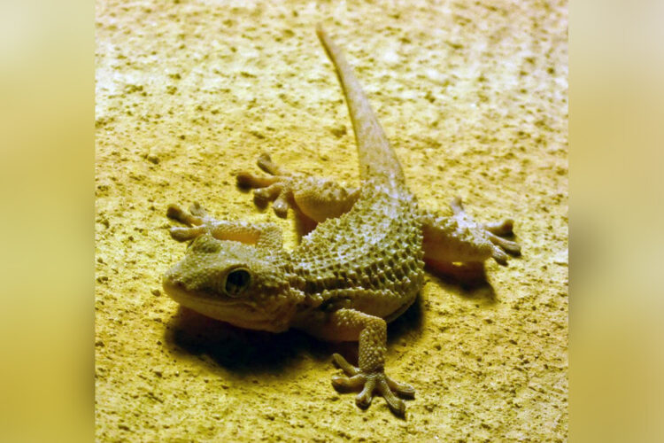 tarentola-mauritanica