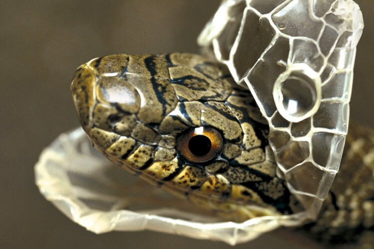 Serpiente