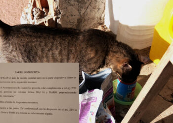 ayuntamiento-condenado-no-alimentar-colonia-gatos