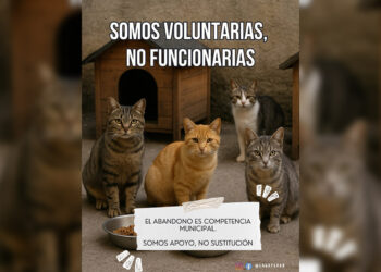 ayuntamiento-incumple-ley-bienestar-animal-gestion-colonias-felinas