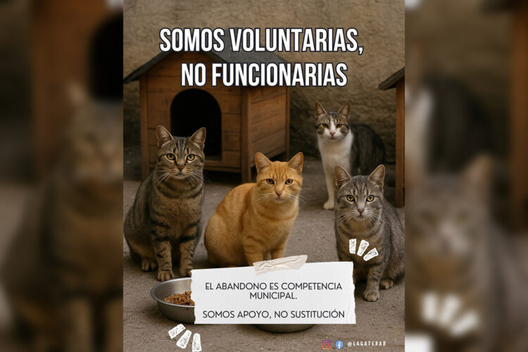 ayuntamiento-incumple-ley-bienestar-animal-gestion-colonias-felinas