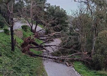 caida-arboles-varias-incidencias-ceuta-temporal