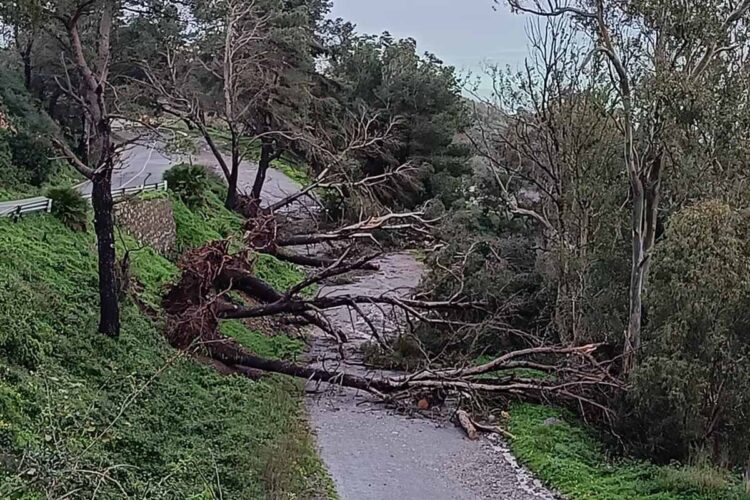 caida-arboles-varias-incidencias-ceuta-temporal