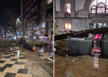 daubma-ceuta-sin-plan-director-arbolado-urbano-palmeras-siguen-cayendo