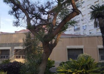 daubma-memoria-anual-2025