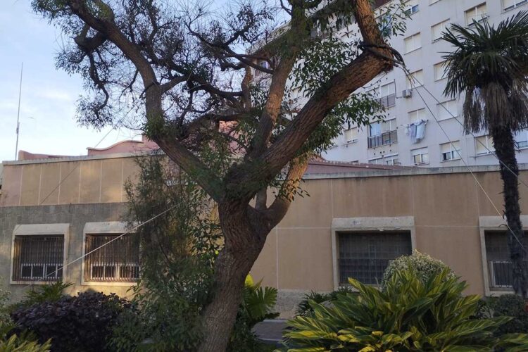 daubma-memoria-anual-2025