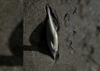 delfin-mutilado-chorrillo-posible-victima-redes-ilegales