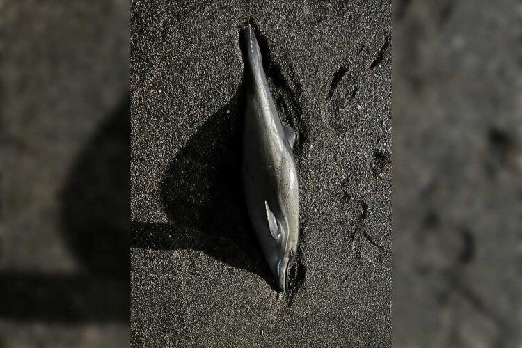 delfin-mutilado-chorrillo-posible-victima-redes-ilegales