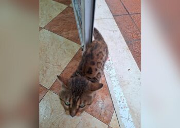 gato-bengali-abandonado-riesgo-daubma-pide-intervencion-ciudad