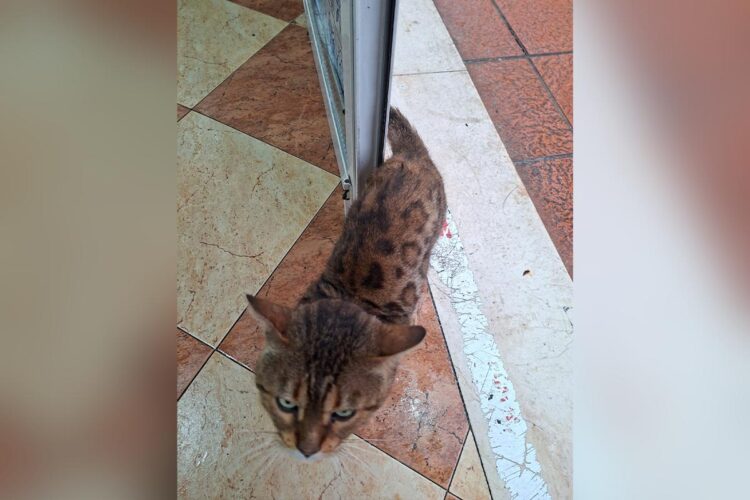 gato-bengali-abandonado-riesgo-daubma-pide-intervencion-ciudad