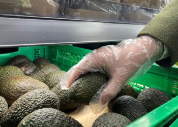 mercadona-refuerza-apuesta-aguacate-nacional-1