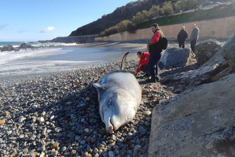 muerte-varamiento-zifios-opinion